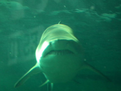 SEA LIFE Sydney Aquarium Entrance Ticket - Newcastle Accommodation 13