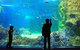 SEA LIFE Sydney Aquarium Entrance Ticket - thumb 15