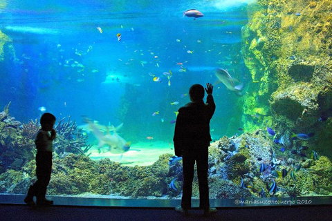 SEA LIFE Sydney Aquarium Entrance Ticket - Newcastle Accommodation 15