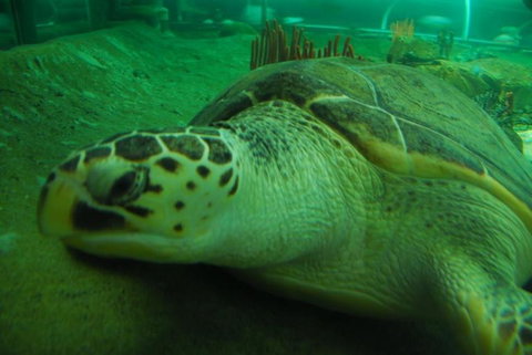 SEA LIFE Sydney Aquarium Entrance Ticket - Newcastle Accommodation 25