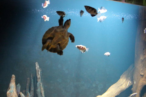 SEA LIFE Sydney Aquarium Entrance Ticket - Newcastle Accommodation 4
