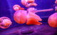 SEA LIFE Sydney Aquarium Entrance Ticket - thumb 31