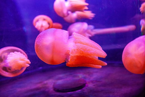 SEA LIFE Sydney Aquarium Entrance Ticket - Newcastle Accommodation 31