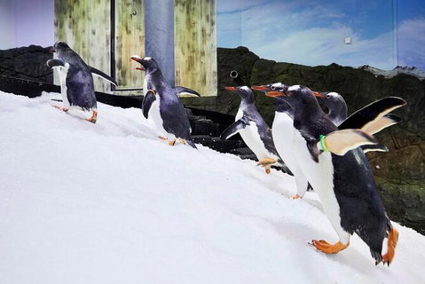 SEA LIFE Sydney Aquarium Entrance Ticket - Newcastle Accommodation 32
