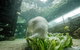 SEA LIFE Sydney Aquarium Entrance Ticket - thumb 34