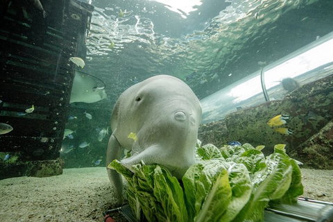 SEA LIFE Sydney Aquarium Entrance Ticket - Newcastle Accommodation 34