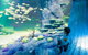 SEA LIFE Sydney Aquarium Entrance Ticket - thumb 28