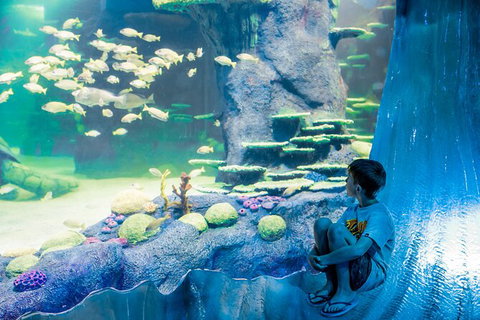 SEA LIFE Sydney Aquarium Entrance Ticket - Newcastle Accommodation 28