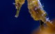 SEA LIFE Sydney Aquarium Entrance Ticket - thumb 27