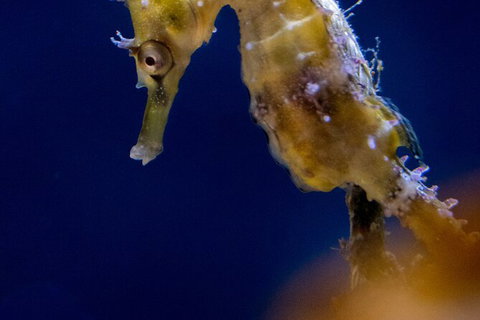 SEA LIFE Sydney Aquarium Entrance Ticket - Newcastle Accommodation 27