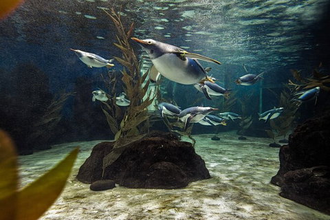 SEA LIFE Sydney Aquarium Entrance Ticket - Newcastle Accommodation 29