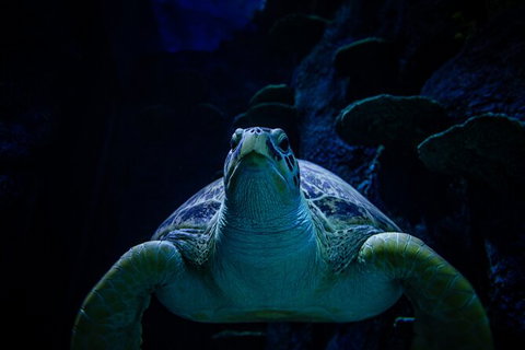 SEA LIFE Sydney Aquarium Entrance Ticket - Newcastle Accommodation 33