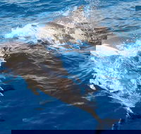 Port Stephens Day Tour From Sydney Including 4WD Sandboarding and Dolphins - Newcastle Accommodation