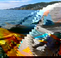 Byron Bay Combo Hinterland Tour Including Minyon Falls and Kayaking with Dolphins