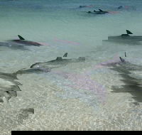 Dolphins of Monkey Mia - New Castle Tourism