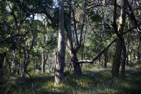 Green's Bush Long Circuit Walk - New Castle Tourism 0