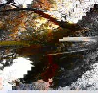 Jamieson Significant Trees