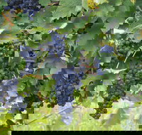 Luskintyre - New Castle Tourism