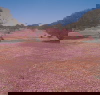 Meekatharra - New Castle Tourism