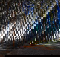 Mountain Bike Trails Tumbarumba - Newcastle Accommodation