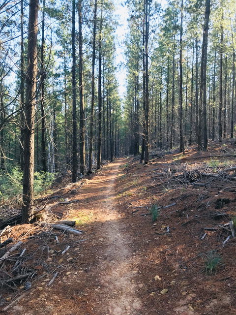 Mountain Bike Trails Tumbarumba - Newcastle Accommodation 1