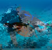 Second Reef Dive Site - New Castle Tourism