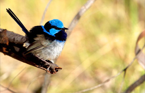 Shepherds Bush - New Castle Tourism 0