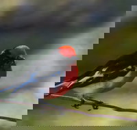 Weddin Bird Trails - New Castle Tourism