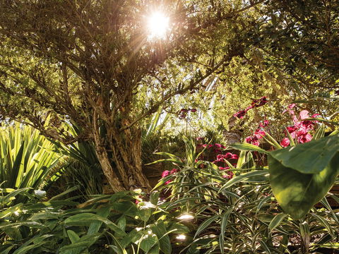 Wendy Whiteley's Secret Garden - New Castle Tourism 1