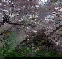 Wildwood Garden - Newcastle Accommodation