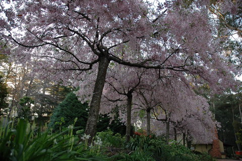 Wildwood Garden - Newcastle Accommodation 0