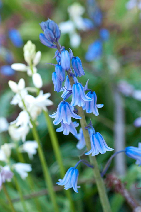 Wildwood Garden - Newcastle Accommodation 1