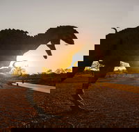 Australian Dinosaur Trail - New Castle Tourism
