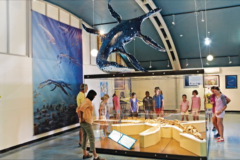 Australian Dinosaur Trail - Newcastle Accommodation 1
