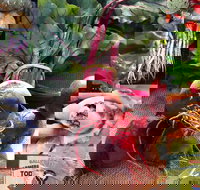 Ballina Farmers Market