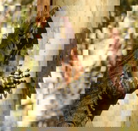 Blue Gum Hills Regional Park - Newcastle Accommodation