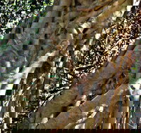 Bundagaree Rainforest Walk