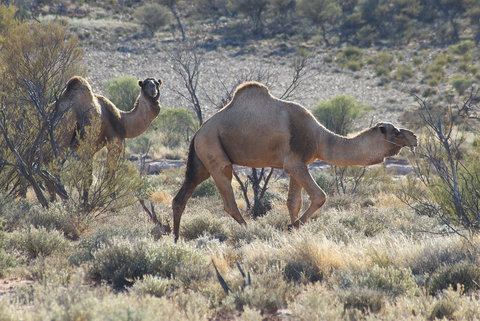 Canning Stock Route - Newcastle Accommodation 0