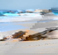 Cape Gantheaume Conservation Park and Wilderness Protection Area