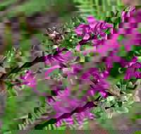 Cassinia Walking Track - Newcastle Accommodation