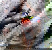 Cumberland State Forest - Newcastle Accommodation