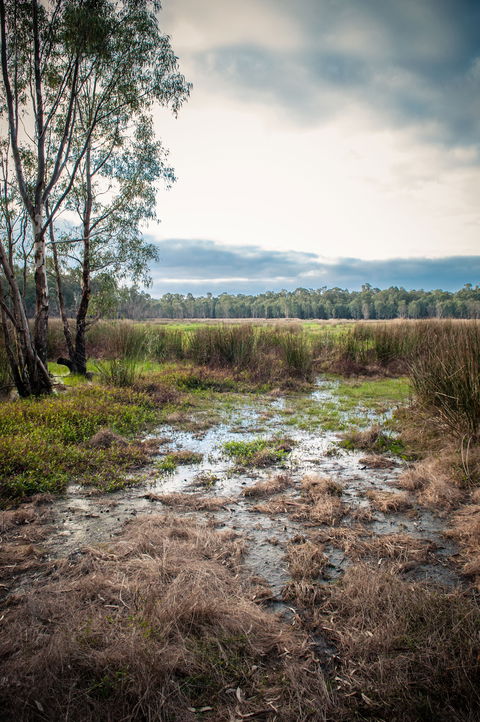 Gemmill Swamp Wildlife Reserve - New Castle Tourism 2