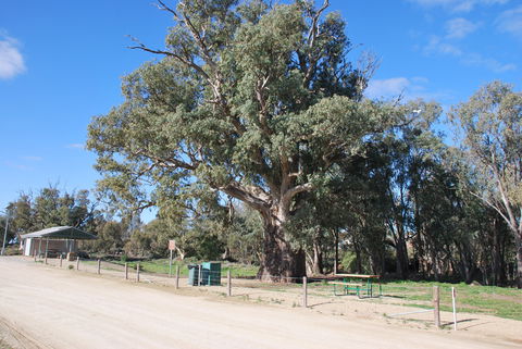 Giant Gum Tree - Newcastle Accommodation 0