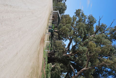 Giant Gum Tree - Newcastle Accommodation 1