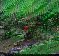 Goldsborough Valley Wooroonooran National Park - New Castle Tourism