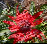 Inverawe Native Gardens - New Castle Tourism