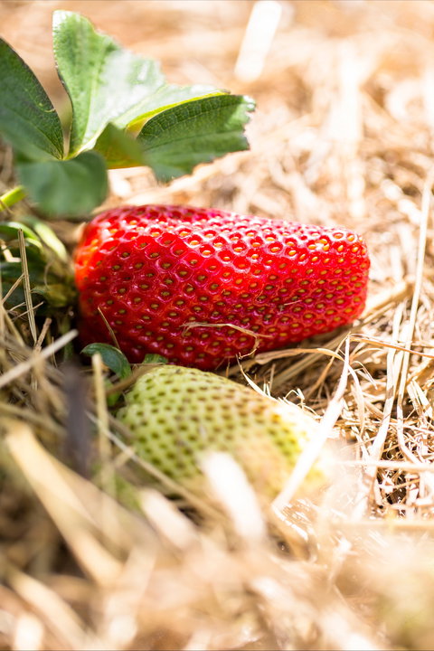 Kate's Berry Farm - Newcastle Accommodation 2