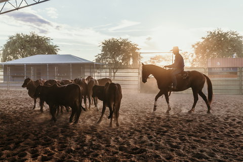 Katherine Outback Experience - Horse Riding Experience - Newcastle Accommodation 2