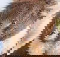 Kyabram Fauna Park - New Castle Tourism