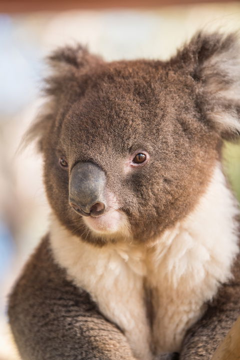 Kyabram Fauna Park - New Castle Tourism 0